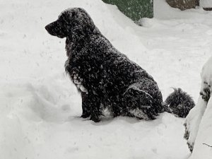Atgādinājums mājdzīvnieku saimniekiem – aiz saviem mīluļiem publiskā telpā jāsavāc ekskrementi