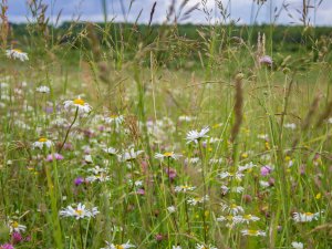 Dabas skaitīšanā bioloģiski vērtīgie zālāji konstatēti arī Siguldas novada teritorijā