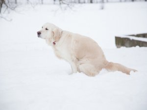 Atgādinājums mājdzīvnieku saimniekiem – aiz saviem mīluļiem publiskā telpā jāsavāc ekskrementi