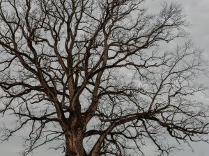 Siguldas novadā aug turpat 100 valsts nozīmes dižkoki