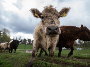 Latvijas Dabas fonda mobilais ganāmpulks ieradīsies Siguldā