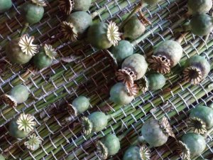 Aicina uz semināru projekta “Latvju raksti. Citādība” ietvaros