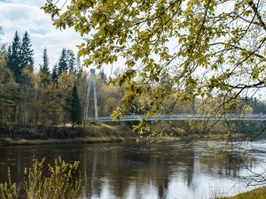 Šonedēļ Siguldas novadā: ievziedu laika pastaigas pilsētā un dabas takās, “Mūsu Bio tirgus” un citi notikumi
