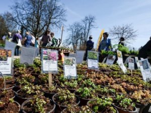 5. un 6. jūnijā Siguldas pils kvartālā un tā apkārtnē norisināsies stādu tirgus