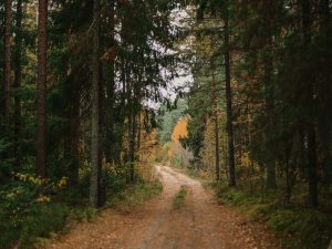 Projekta “Meža dienas 2021” laikā Allažos stādīs kokus; aicina iesaistīties