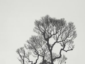 Stiprā vēja laikā aicina būt piesardzīgiem un uzmanīties no lūstošiem kokiem