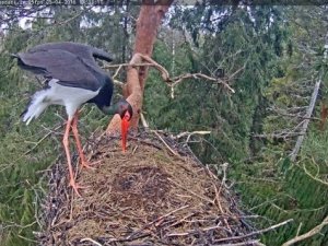 Tiešraidē no Siguldas novada iespējams vērot melnā stārķa gaitas