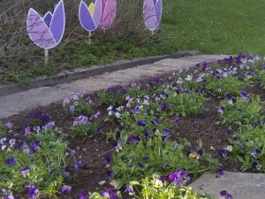 Siguldas novada apstādījumus rotās 14 tūkstoši atraitnīšu