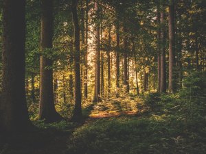 Aicina meža īpašniekus piedalīties konkursā