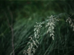 Augusta izskaņā notiks Allažu pagasta svētki