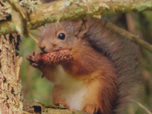 Notiks Dzejas dienas Allažu bibliotēkā 