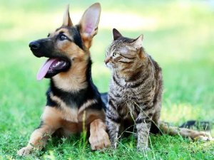 Par sadarbību ar nodibinājumu “Dzīvniekupolicija.lv” dzīvnieku aprūpē