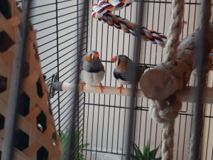 Sociālā aprūpe māja “Gaismiņas” dāvanā saņem divus Zebru amadīnus