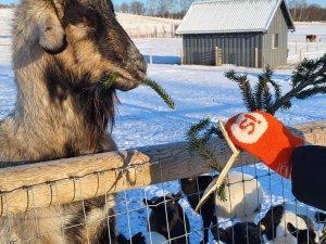 Siguldas svētku eglīte dodas pie ZOO iemītniekiem