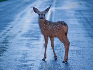 Aicina būt uzmanīgiem uz ceļa diennakts tumšajā laikā