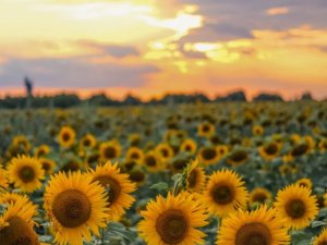 Gads kopā ar Ukrainas civiliedzīvotājiem Siguldas novadā