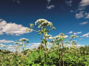 Aicina uz informatīvo semināru par latvāņu izplatības ierobežošanu