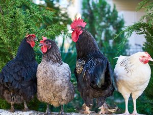 Mājputnu saimniecībās būs jāievēro pastiprinātas biodrošības prasības