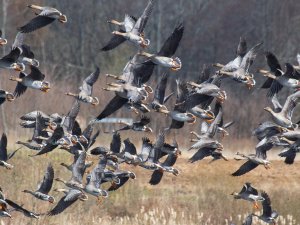 Lauksaimnieki var pieteikties limitētai migrējošo zosu ieguvei