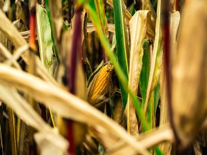 Iespēja pieteikties lauksaimniecības zemes nomai