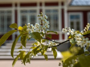 Siguldas novada pašvaldības administrācijas darba laiks valsts svētkos