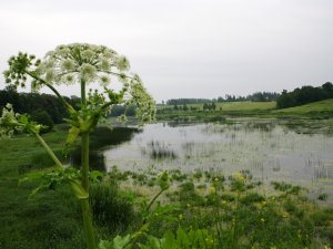 Siguldas novadā turpina latvāņu mērķtiecīgu apkarošanu