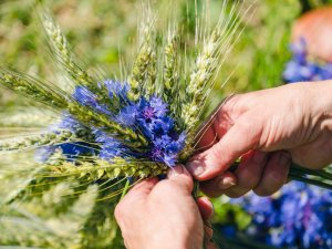 Siguldas novada pašvaldības darba laiks Līgo svētkos un Jāņos
