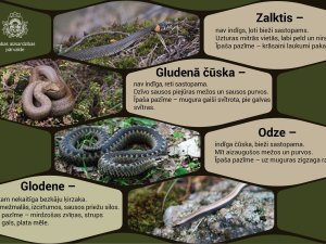 Arī zalkši uzturas peldvietās, no tiem nav jābaidās 