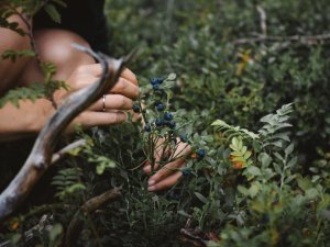 VUGD aicina sēņot, ogot un pastaigāties mežā droši un pārdomāti