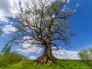 Vētras bojātu dižkoku sakopšana vai aizvākšana ir jāsaskaņo 