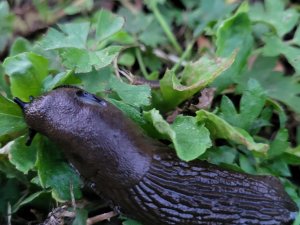 Spānijas kailgliemezis – nelūgtais viesis pilsētvidē un laukos