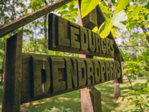 Sestdien uz piecdesmitās jubilejas pasākumu aicina Lēdurgas dendroparks