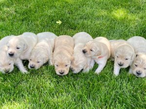 Informācija par mājdzīvnieku pirmreizējo reģistrāciju