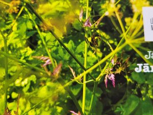 Projekta “Visa laba jāņuzāle Aģes pļavās uzziedēja” radošo darbu izstāde Lēdurgā