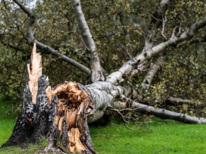 Siguldas novadā turpinās vētras postījumu apzināšana; ielu sakopšana tiek veikta prioritārā secībā