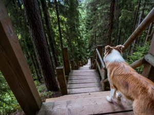 Atjaunota tīši bojātā pastaigu taka Siguldā