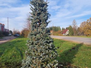 Allažos iestādīta Ziemassvētku eglīte