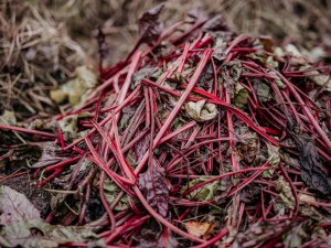 Iedzīvotājiem piedāvā vairākas iespējas BIO atkritumu šķirošanai