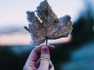Siguldas 1. pamatskolas skolēni dosies izprast dabas vērtības