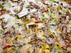 25. novembrī varēs nodot sagrābtās lapas