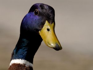 Siguldā īstenots projekts “Mobilais pīļu ganāmpulks”