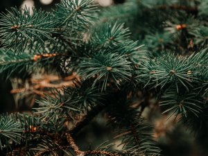 Atkritumu apsaimniekotāji aicina pieteikt eglīšu bezmaksas izvešanu