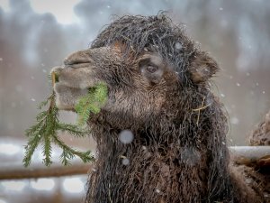 Arī šogad Siguldas svētku eglīte dodas pie “Siguldas ZOO” iemītniekiem