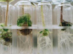 Siguldas Valsts ģimnāzijas skolēniem augsti rezultāti Valsts bioloģijas olimpiādē