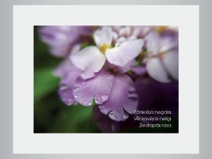 Aicina uz Fanijas Šitcas izstādi “Ikdienas burvība” 