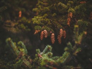 No aprīļa noteiktās egļu audzēs aizliegta koku ciršana