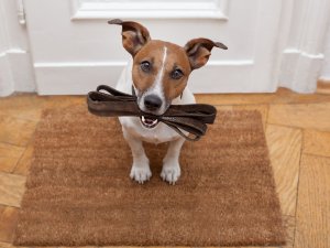 Vedot suni pastaigā, ir jāievēro noteikumi