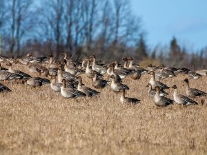 Dabas aizsardzības pārvalde informē par migrējošo zosu ieguvi