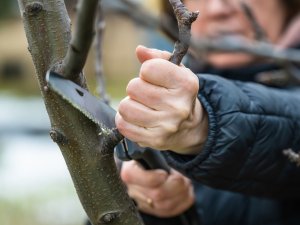 Ieteikumi, ko darīt ar dārzu un parku atkritumiem Siguldas novadā
