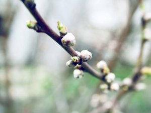 Ar interesantu nodarbību atklās Lēdurgas dendroparka sezonu